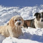 Recent frigid weather is dangerous for pets