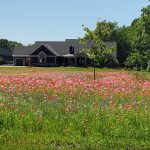 Traffic stops view poppies in bloom