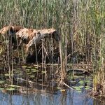 Rescue efforts underway for stranded Great Dane