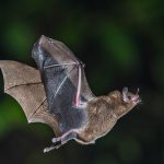 Rabies found in bat within Allegan County