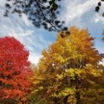 Postcard from the Pines: It’s time for fall stuff