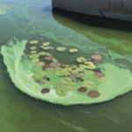 Meeting held to discuss Swan Lake’s algae problem